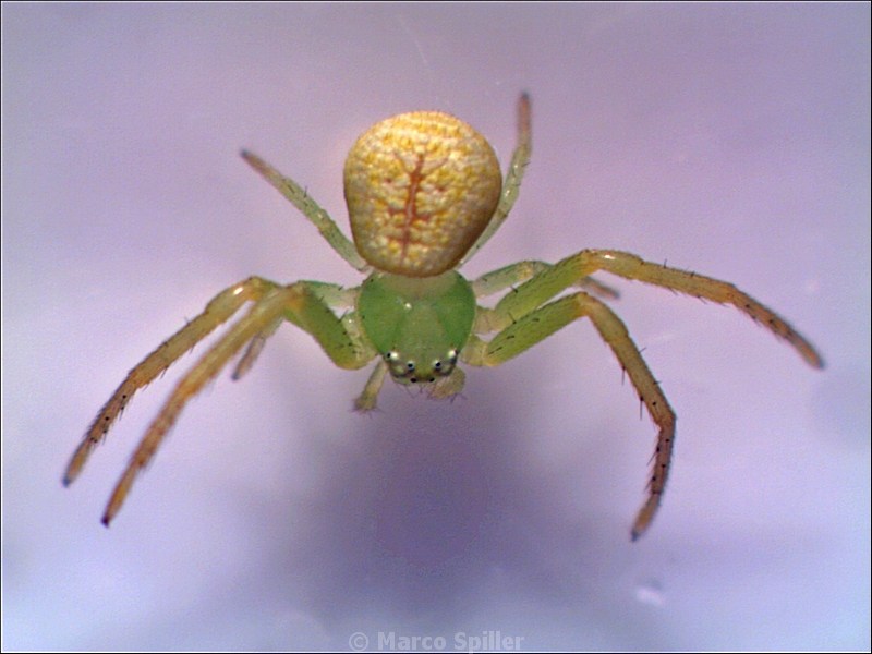 Ebrechtella tricuspidata - Vicenza (VI)